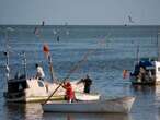 Ataca tiburón a pescador en Quintana Roo; escualo le mordió una pierna