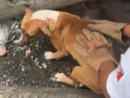 Rescatan a perrita callejera tras quedar atrapada en busca de comida