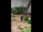 Graban a mujer que intenta ahorcar a perrito al colgarlo como piñata