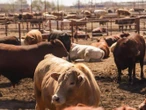 ‘Nuevo León se mantiene libre del gusano barrenador’, aseguran ganaderos