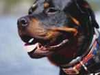 Un rottweiler mata a mordidas a un niño de 9 años en Francia
