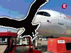 VIDEO: ¡Qué susto! Ave se estrella contra avión y lo obliga a regresar a aeropuerto