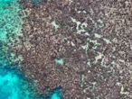 Muerte de corales sin precedentes en Australia