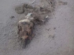 Sacrifican a 23 delfines para caza de tiburón en Golfo de México | FOTOS