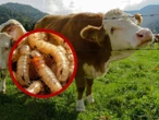 EU construirá planta en Texas para combatir plaga de gusano barrenador