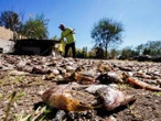 SOS Sequía impacta al 65.9% del territorio en México | FOTOS