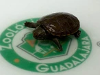 ¡Histórico! Nace primera Tortuga Casquito de Vallarta en Zoológico Guadalajara