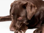 Detectan primer caso de miasis por gusano barrenador en un perro en Oaxaca