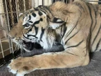 Profepa asegura feroz tigre de bengala; VIDEO del felino devorando a un cerdito