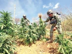 Destruyen 110 plantíos de drogas en 4 estados