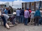 FGE investigará y perseguirá de oficio acto de rapiña de cerdos en SLP