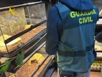 Guardia Civil de España incauta 472 animales exóticos en un “falso refugio”