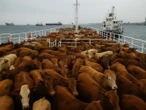 Turquía rechaza tres mil bovinos uruguayos; ya vienen de regreso en barco 