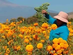 Lluvias afectan cultivos de cempasúchil en Puebla y disparan precios para Día de Muertos
