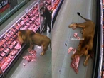 León se pasea por supermercado en Sudáfrica y se atiende solito