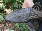 Confirman presencia de pez diablo en la Laguna de Bacalar