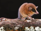 Nueva especie de marsupial