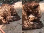 Exhiben a osezna con desnutrición en zoológico de NL; activistas exigen atención urgente