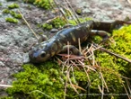 Registran por primera vez una salamandra Tarahumara en santuario de Chihuahua
