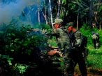 Ejército erradica 116 plantíos ilegales en seis entidades del país