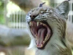 ¿Donar a tu mascota al menú de un depredador? El polémico llamado de un zoológico danés