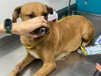 Salvan a perrita embarazada tirada a la basura; tenía amarrado el hocico y las patas