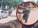 ¿Las usan para comer? Autoridades ofrecen recompensa por “caza palomas” en Iguala | VIDEO