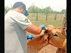 Corre gusano barrenador sin distingo de especies; pega a 2 gatos y un búfalo de agua