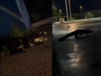 Captan en VIDEO a enorme cocodrilo deambulando en Unidad Deportiva de Yucatán