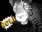 ¿Jaguares Chichén Itzá?, así fueron captados en video