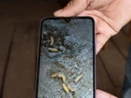 Suman 56 casos de miasis en humanos por gusano barrenador