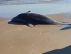 Localizan basura espacial y delfines muertos en Tamaulipas tras prueba de SpaceX