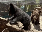 Oseznos huérfanos rescatados en Chihuahua, son exhibidos en Zoológico de Aldama