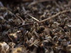México busca proteger a las abejas; en 15 años se perdió 40% de polinizadores