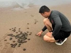 Semar recolecta 983 huevos de tortuga marina en Cabo San Lucas