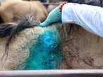 Especialistas del USDA evaluarán acciones contra el gusano barrenador del ganado en Oaxaca