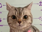 Gatita rebelde termina tras las rejas por morder a policías en Tailandia