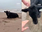 Vaca arrastrada por inundación aparece viva y mugiendo en la playa australiana