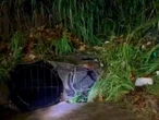 Extranjero es arrastrado por lluvias y succionado por una alcantarilla en Tapachula