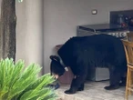 Oso regresa por comida a botes de basura en calles de Nuevo León