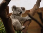 ¿Por qué los koalas están en peligro de muerte al bajar de los árboles?