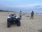 Semar: 43 mil tortugas golfinas arribaron al Santuario de Playa Escobilla
