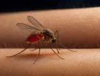 Presencia de dengue en México: cerca de 4 mil casos en lo que va del año