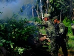 Defensa destruyó plantíos en cinco entidades del país