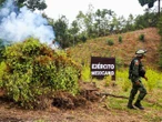 Ejército erradicó 171 plantíos de mariguana y amapola en 5 estados