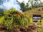 Defensa erradicó 171 plantíos ilícitos en cinco entidades 