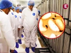 Dan banderazo en México a planta de moscas contra gusano barrenador