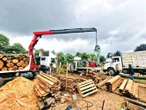 Suben decomisos de madera ilegal del Gran Bosque de Agua