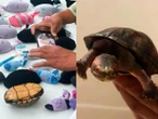 Detectan en aeropuerto de Tijuana cargamento con 774 tortugas ocultas como “cosméticos”