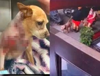 Perrita chihuahua lucha por su vida tras brutal ataque de pitbulls en NY; dueños exigen justicia
